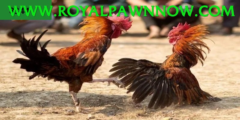 Đá Gà Trực Tiếp - ok9